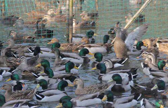 10万鸭子将出征巴基斯坦灭蝗之内镜微小泄漏有内镜测漏仪【超钜微检】