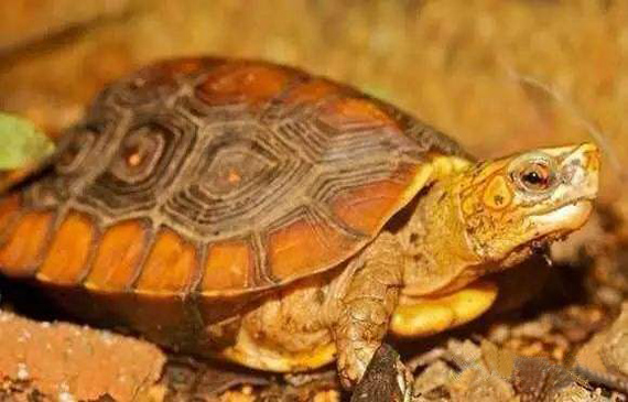 乌龟闪爬.jpg 乌龟闪爬.jpg