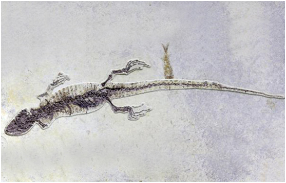 一亿年蜥蜴吃麻小之就爱用惠州密封性检漏仪“小帮手”测微漏!【超钜微检】 一亿年蜥蜴吃麻小之就爱用惠州密封性检漏仪“小帮手”测微漏!【超钜微检】